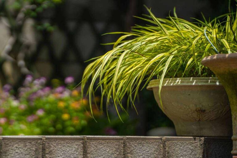 Abbellisci il tuo giardino con Carex: la pianta cespugliosa decorativa per eccellenza Carex
