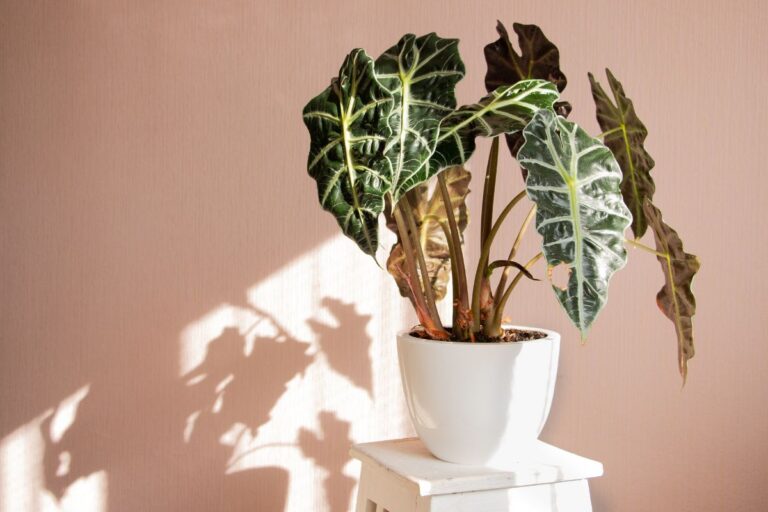 Coltivare l’Alocasia in casa: consigli e trucchi per una pianta rigogliosa Come coltivare l’Alocasia in casa