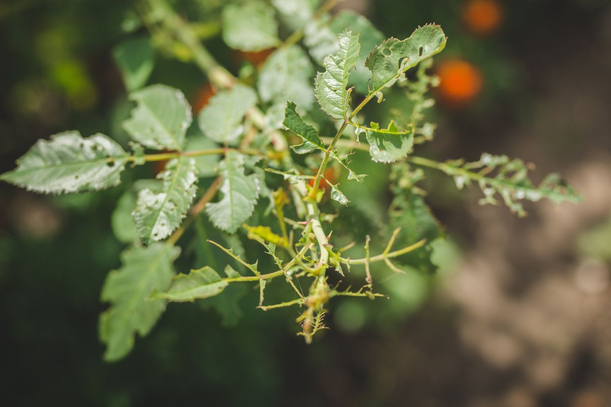 Rose con foglie bucate scopri perché