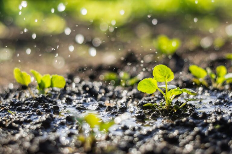 Impianto di irrigazione fai da te