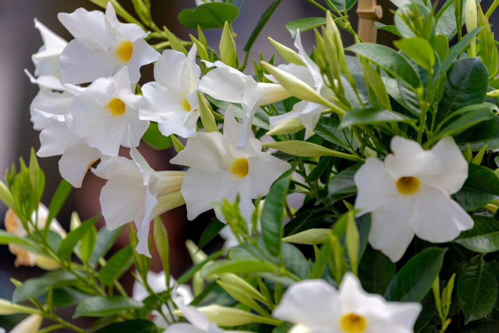 Dipladenia foglie gialle