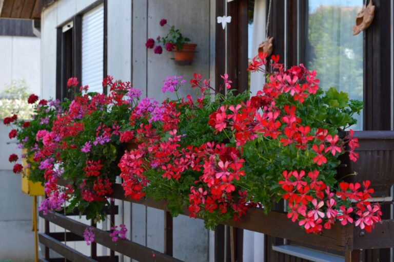 Gerani rigogliosi ma senza fiori sul balcone? Ecco cosa fare Gerani rigogliosi ma senza fiori sul balcone