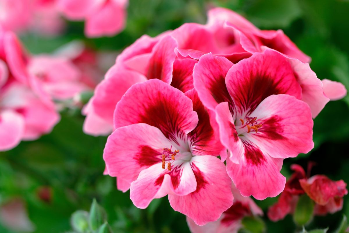 Gerani rigogliosi ma senza fiori sul balcone
