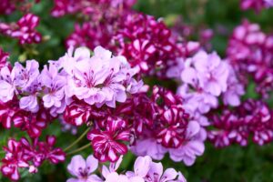 Cosa fare con i Gerani senza fiori