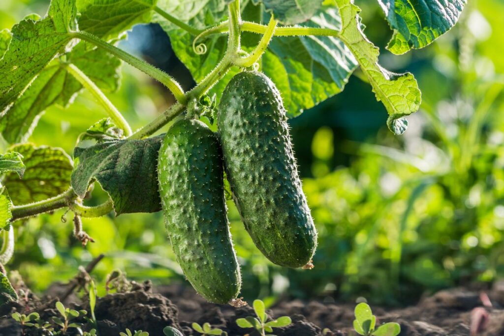 Cetrioli rigogliosi