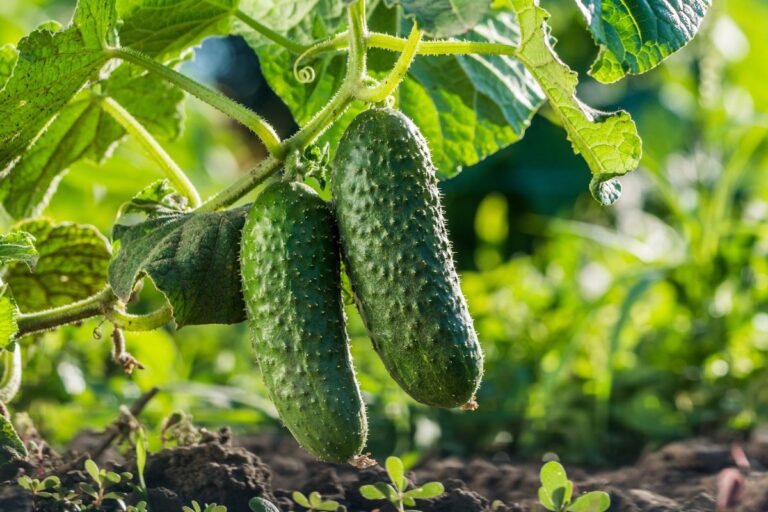 Il trucco per cetrioli rigogliosi: ecco come fare Cetrioli rigogliosi