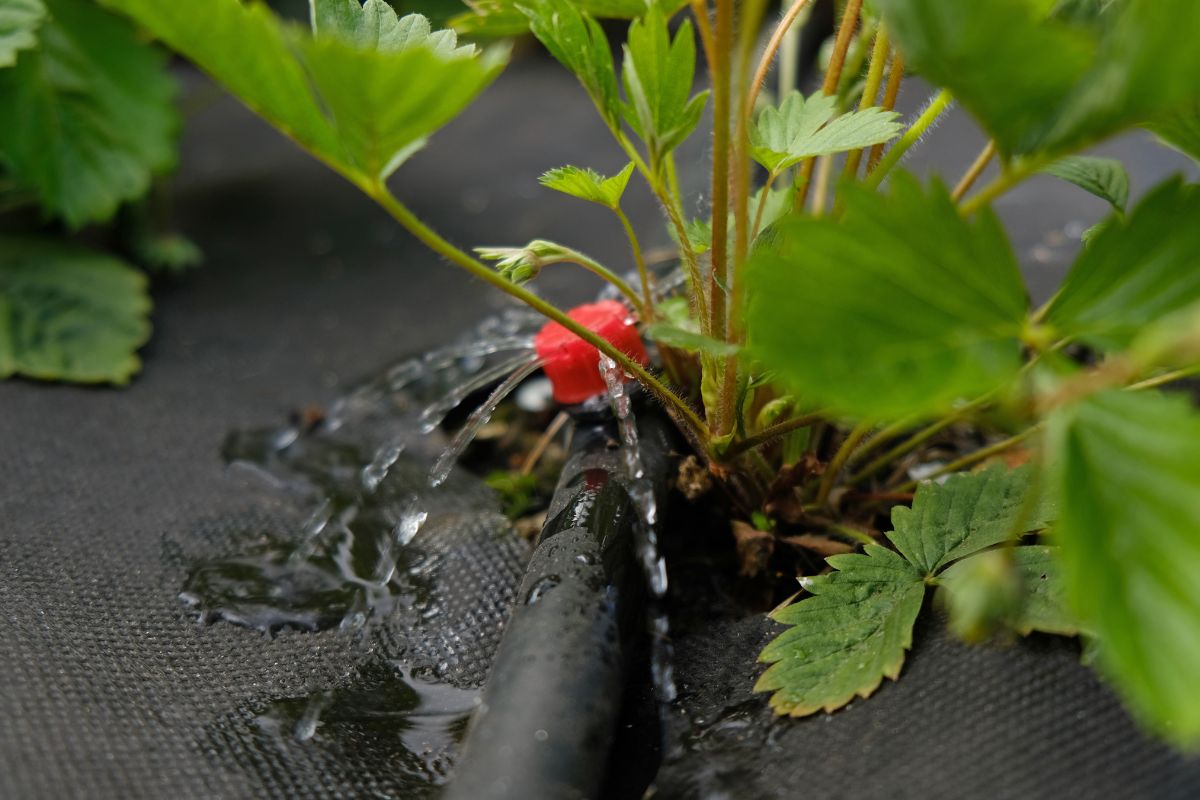 Crea un impianto di irrigazione fai da te
