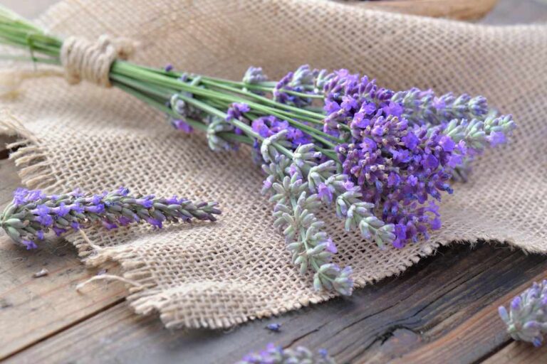 Essiccare la lavanda: ecco come fare e come utilizzarla Lavanda