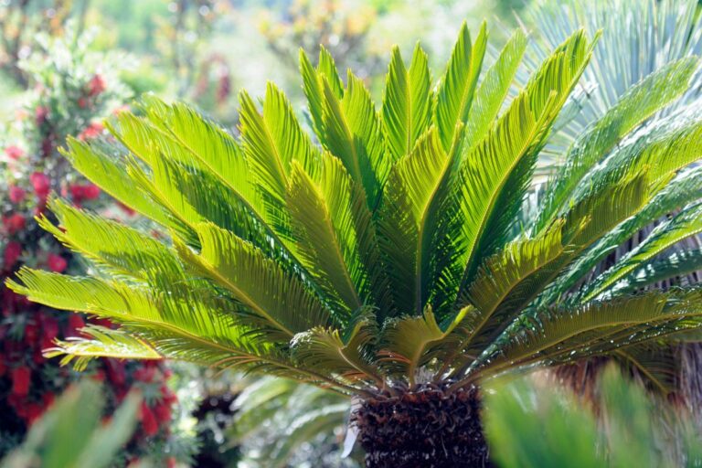 Malattie Cycas cosa fare Cycas mostrano segni di malattia
