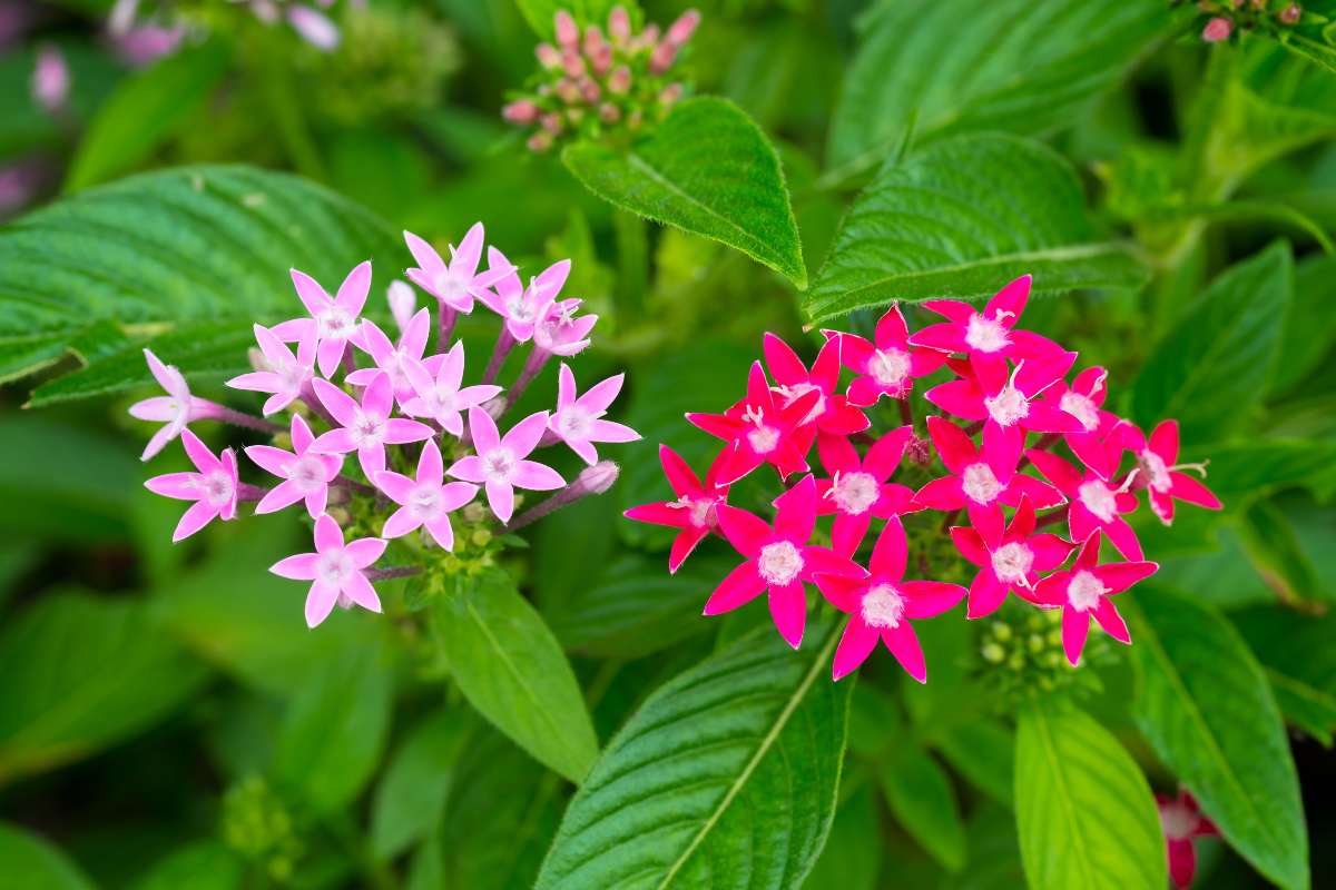 Pentas