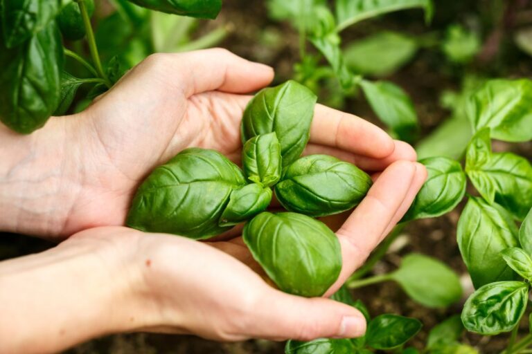 Perché il tuo basilico ha foglie gialle e come intervenire prontamente Basilico con foglie gialle