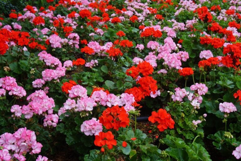 Scopri perché i petali del tuo geranio sono macchiati di bianco e come risolvere Geranio con petali macchiati di bianco