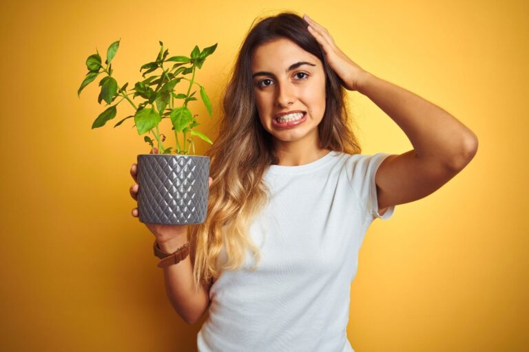 Sos basilico: cause e soluzioni per le foglie marroni Basilico con le foglie marroni