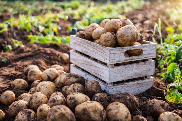 Raccolta delle patate