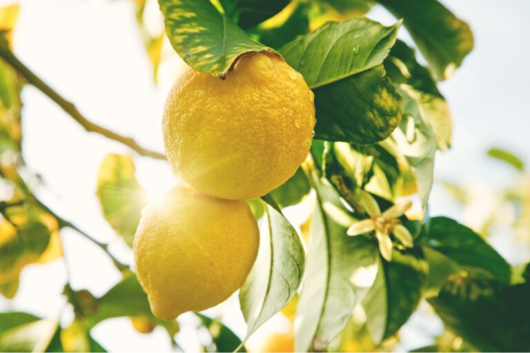 Raccogli i limoni nel modo giusto: evita danni alla pianta con questi consigli Raccogliere i limoni nel modo giusto