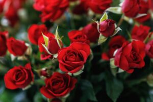 Cosa fare con le Rose con Foglie Bucate