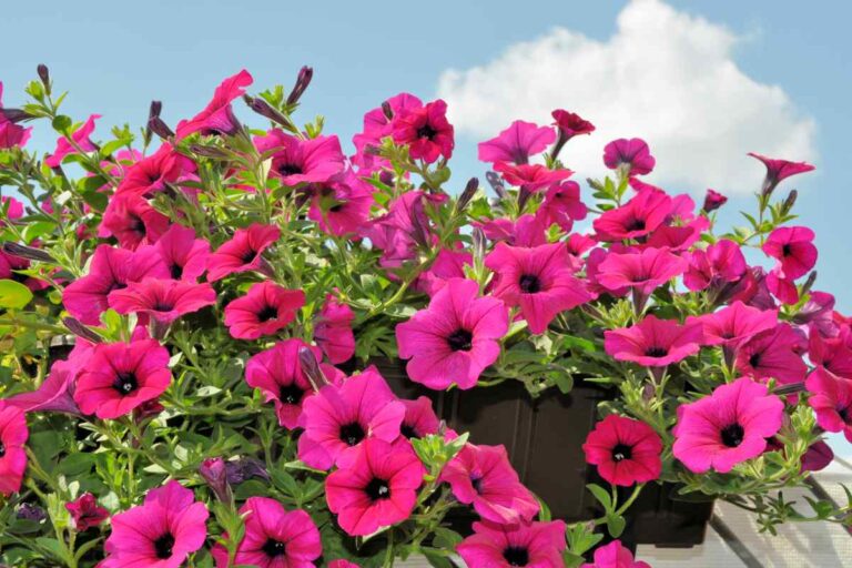 Surfinia senza fiori? Scopri cosa fare per una fioritura rigogliosa Surfinia