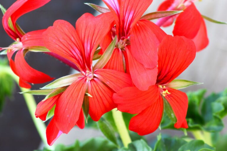 Gerani parigini: cura e coltivazione per un balcone sempre in fiore Gerani parigini