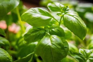 Come coltivare il basilico tutto l'anno