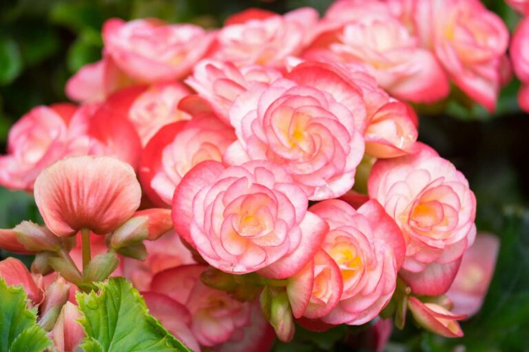 Fiori secchi e marroni nella begonia: ecco i motivi e come intervenire Fiori della begonia