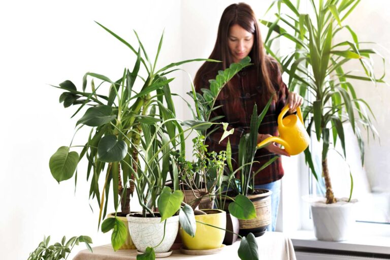 Metodi per innaffiare le piante quando sei via