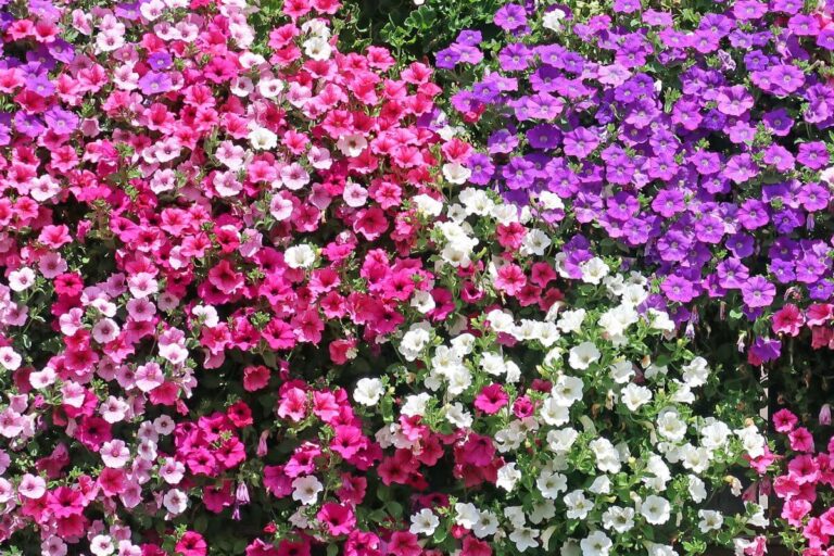 Come arredare un terrazzo piccolo con originalità: 8 idee per ispirarvi Come potare la Surfinia