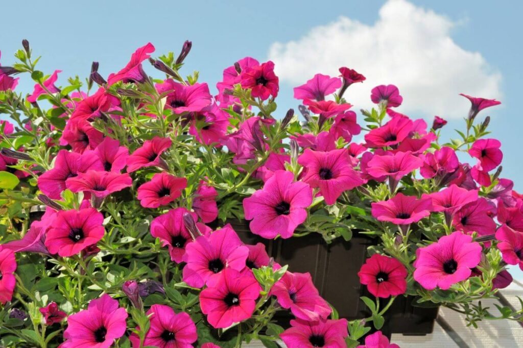 Come potare al meglio la surfinia