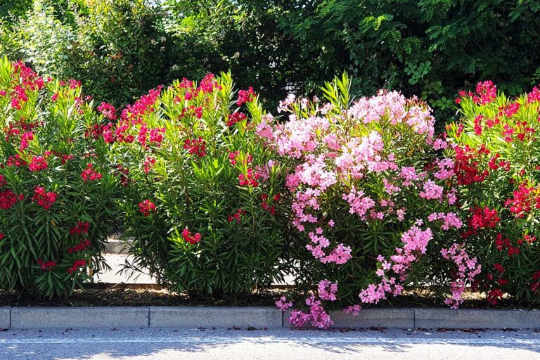 Foglie gialle sugli oleandri? Scopri le cause e come intervenire Foglie gialle sugli oleandri cosa fare