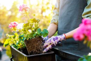 Fiori per un balcone in pieno sole
