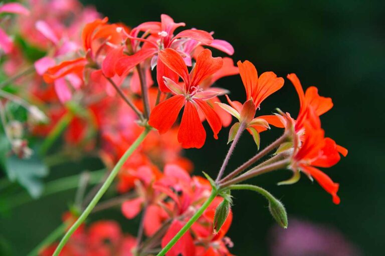 Scopri il trucco per moltiplicare i gerani parigini a costo zero moltiplicare i gerani parigini
