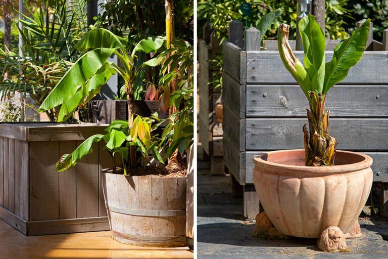 Trasforma il tuo appartamento in un'oasi tropicale: come coltivare un banano in vaso Coltivare un banano in vaso