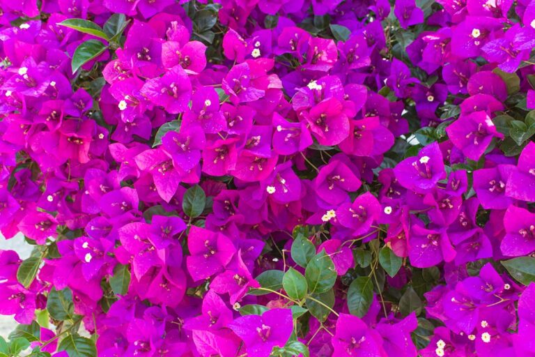 Bougainvillea con rami secchi Bougainvillea