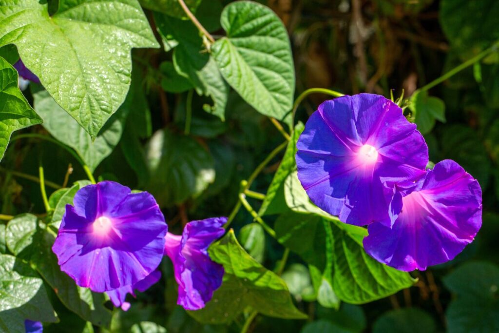 Come coltivare l'ipomoea
