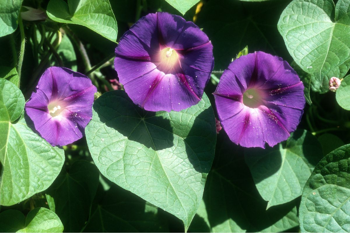 Come coltivare l'ipomoea