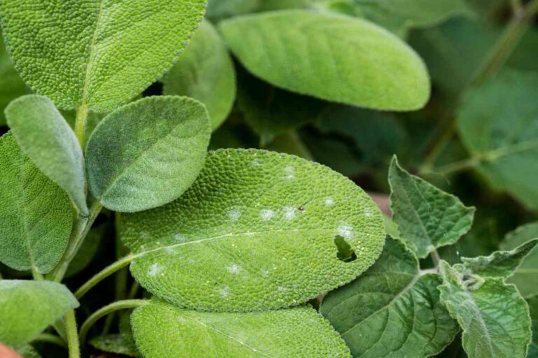 Macchie bianche sulla tua salvia? Scopri le cause e come intervenire naturalmente macchie bianche salvia