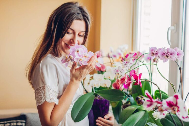Orchidea con foglie molli? Ecco come rimediare adesso orchidee