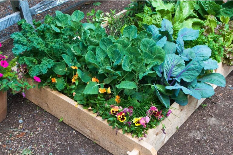 Come realizzare un orto rialzato