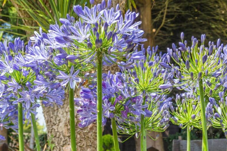 Cosa fiorisce a luglio? Ecco i fiori più belli del mese piante-che-fioriscono-a-luglio