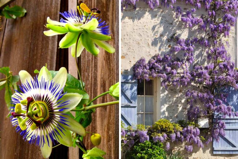 Abbellisci il tuo giardino e balcone con queste 6 piante rampicanti a crescita rapida piante rampicanti a crescita rapida