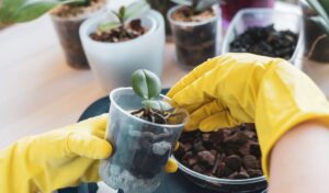 Orchidea foglie mosce cosa fare