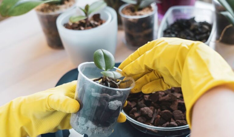 rivitalizzare-lorchidea-con-le-foglie-molli-3 Orchidea foglie mosce cosa fare