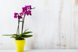 Rivitalizzare l'Orchidea foglie mosce