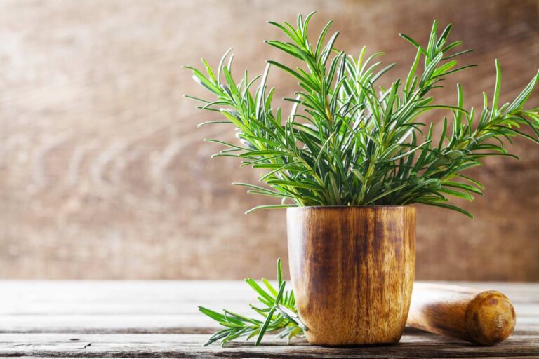 rosmarino-foglie-ingiallite rosmarino-foglie-ingiallite
