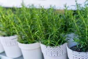 Rosmarino con le foglie ingiallite: cause e rimedi