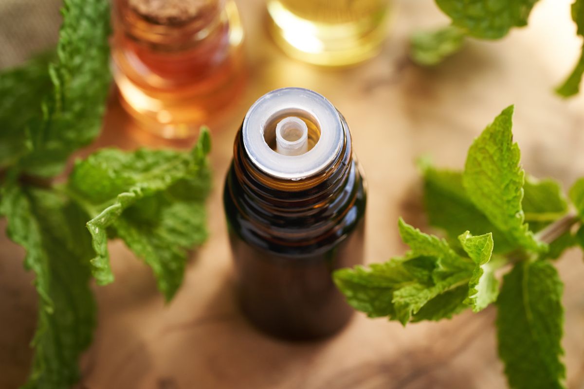 Gli oli essenziali di menta e di geranio, trucco naturale contro le zanzare