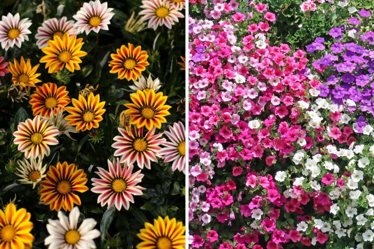 Le 4 piante estive con fiori dalle sfumature accese che devi conoscere Piante estive con fiori dalle sfumature accese