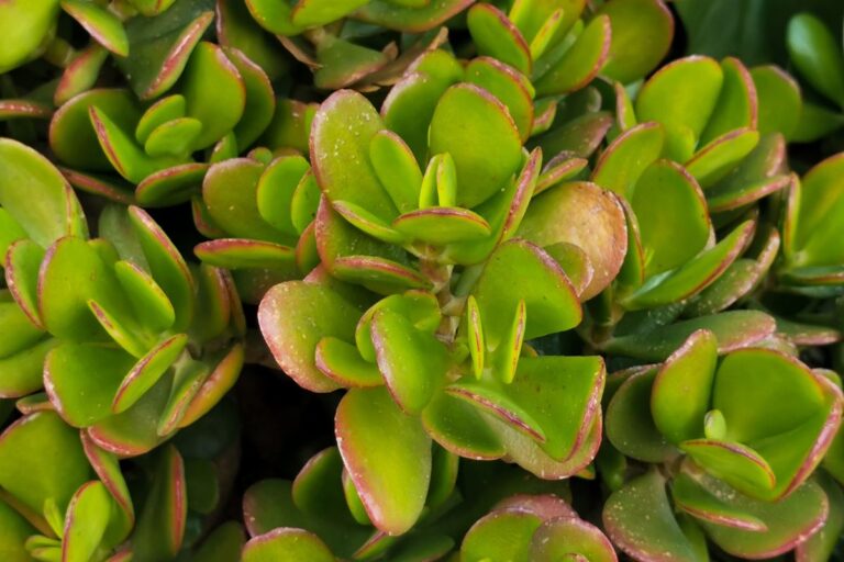 Salva il tuo Albero di Giada: come proteggerlo dalle bruciature del sole estivo Come protegge dalle bruciature del sole estivo l'Albero di Giada