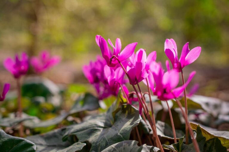 Ciclamini estivi: le varietà che portano colore anche nei mesi caldi Ciclamini estivi