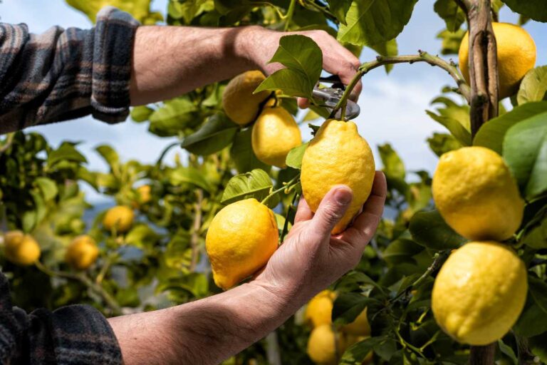 Come raccogliere i limoni senza danneggiare la pianta: il metodo corretto Come raccogliere i limoni