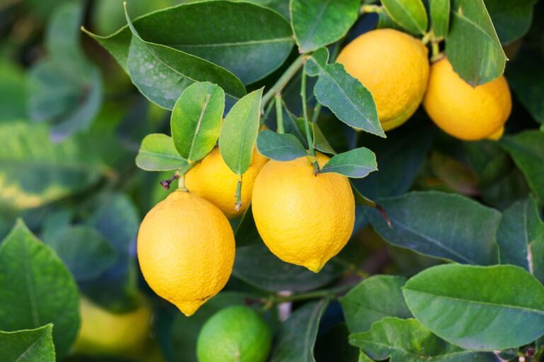 Concime per limoni fatto in casa: le migliori ricette per piante rigogliose Concime per limoni fai da te